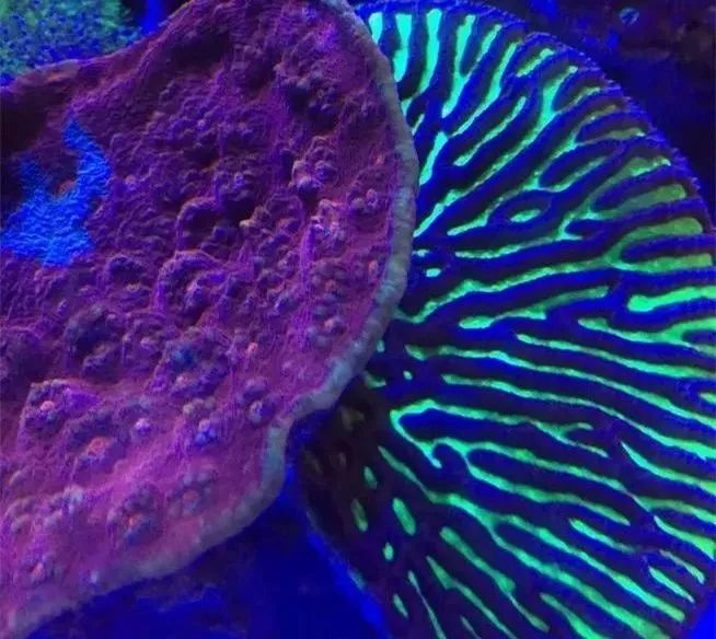 生死看淡不服就干古风打戏,生死看淡不服就干打一动物