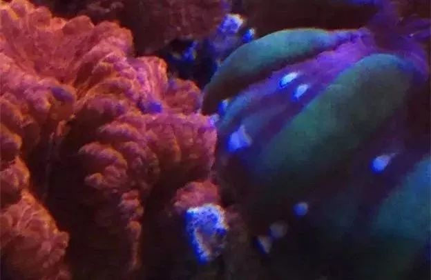 生死看淡不服就干古风打戏,生死看淡不服就干打一动物