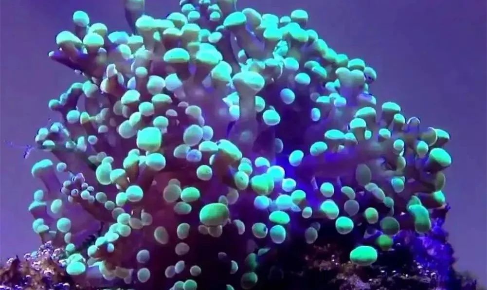 生死看淡不服就干古风打戏,生死看淡不服就干打一动物