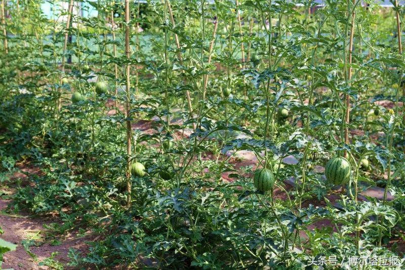 博乐出发3天去哪玩,博乐7天旅游线路