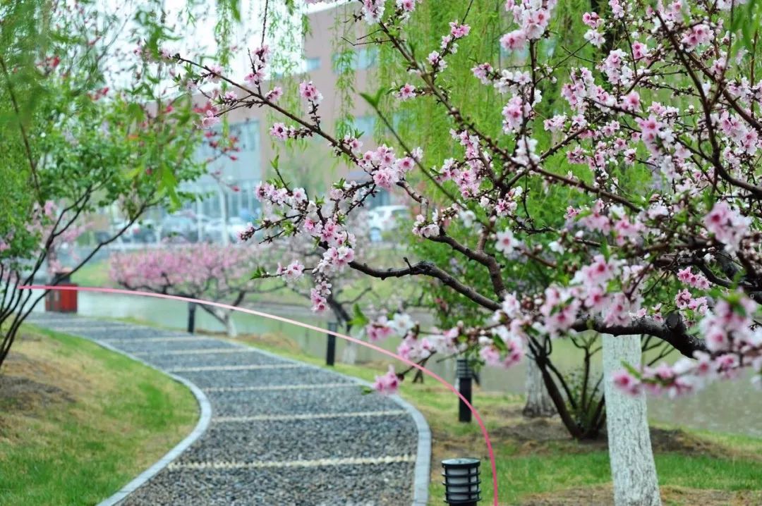 于数学中发现天大之美