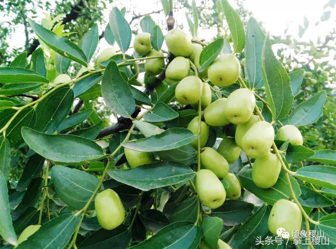 万步有约健步走的图片,万步有约健走视频动漫