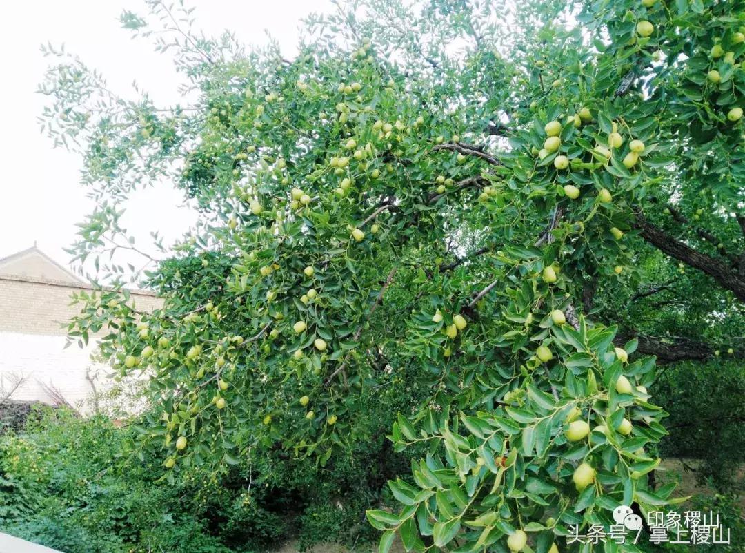 万步有约健步走的图片,万步有约健走视频动漫