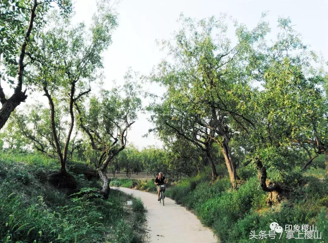 万步有约健步走的图片,万步有约健走视频动漫