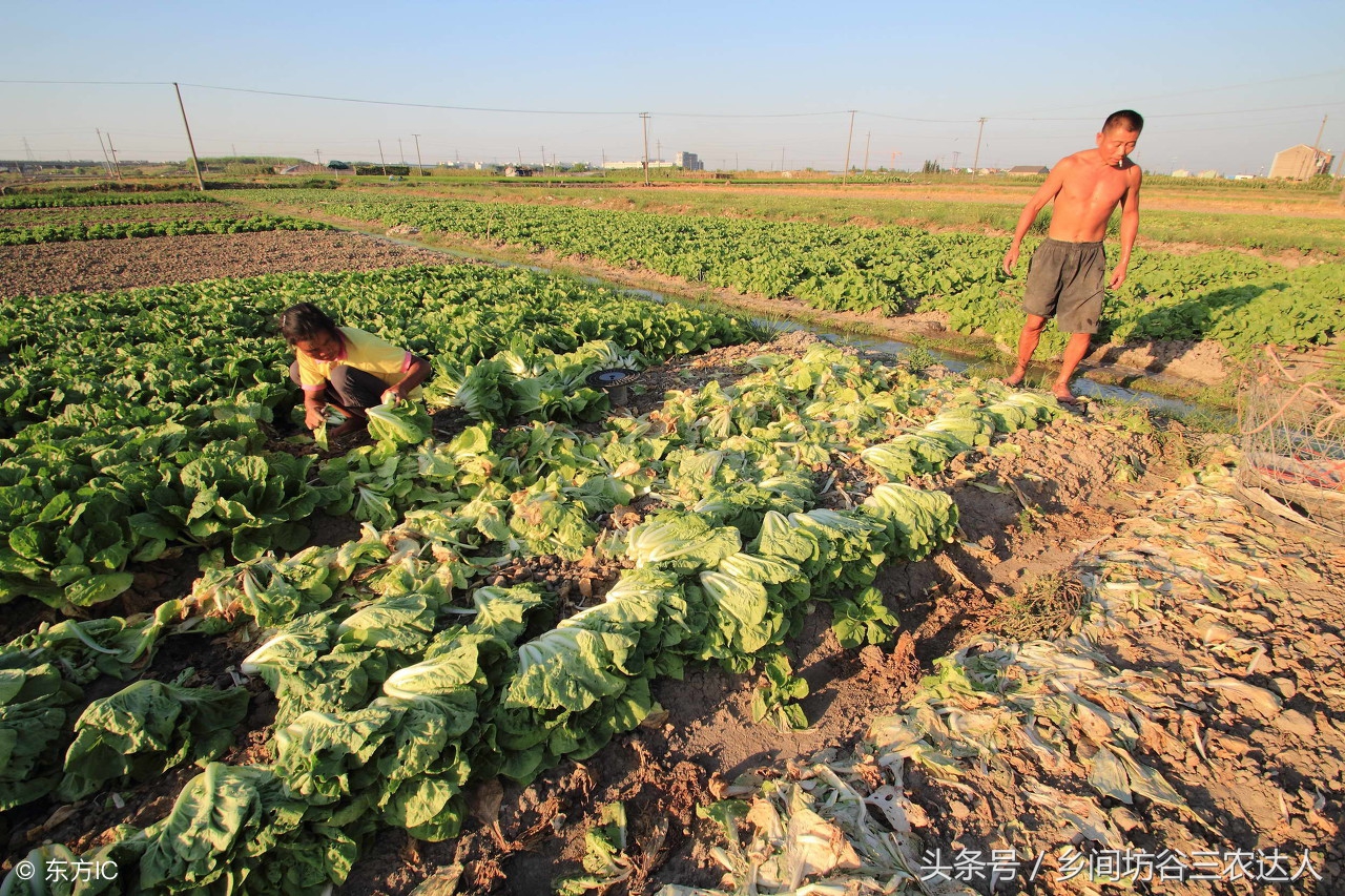 娃娃菜病怎么防治,娃娃菜软腐病