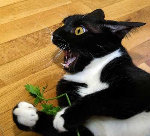 猫薄荷对全部猫都有用吗,猫薄荷可以帮助猫咪什么