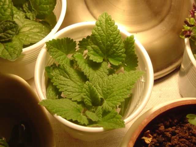 猫薄荷对全部猫都有用吗,猫薄荷可以帮助猫咪什么