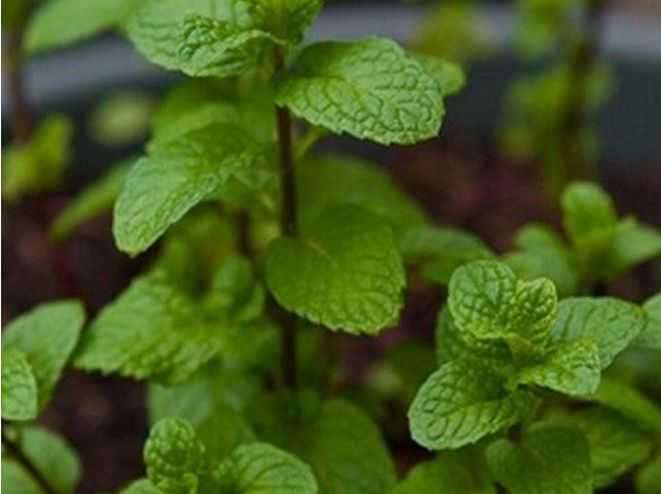 猫薄荷对全部猫都有用吗,猫薄荷可以帮助猫咪什么