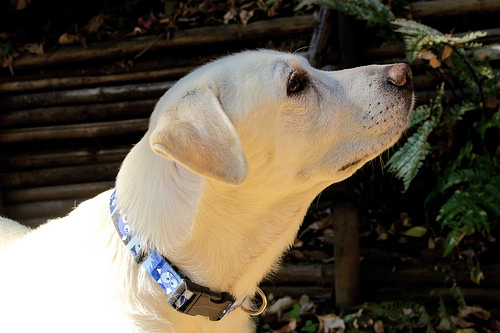 拉布拉多来大姨妈了怎么办,拉布拉多大姨妈肿起来了