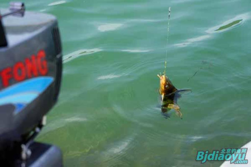 我的筏钓之乐全集,我的筏钓之乐完整版