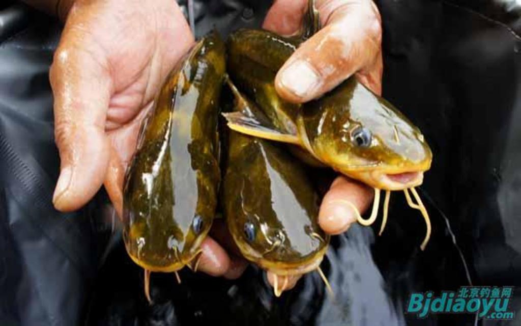 我的筏钓之乐全集,我的筏钓之乐完整版