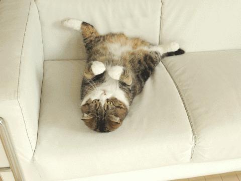 顽固小肚子怎么减,小肚子总是减不掉试试这三个动作