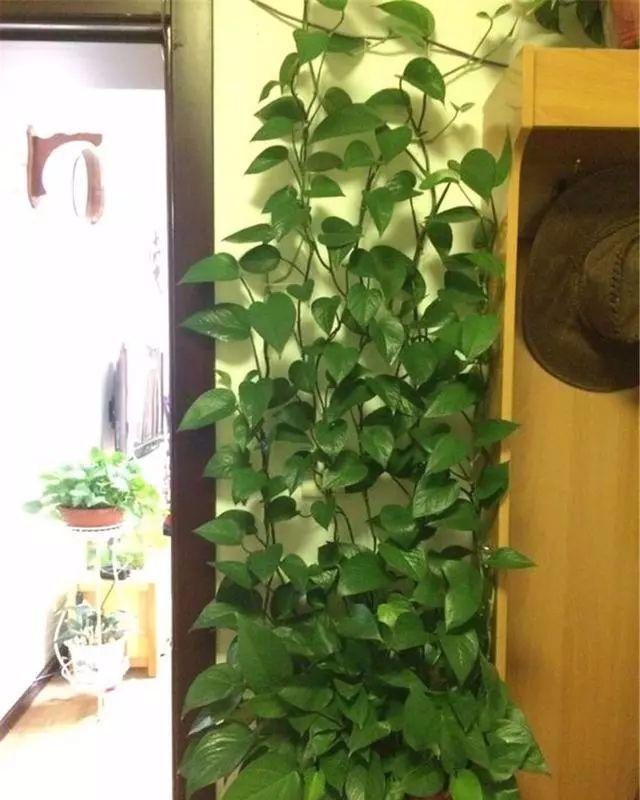 绿萝竟然也好“酒”，用这个方法教你绿叶爆盆