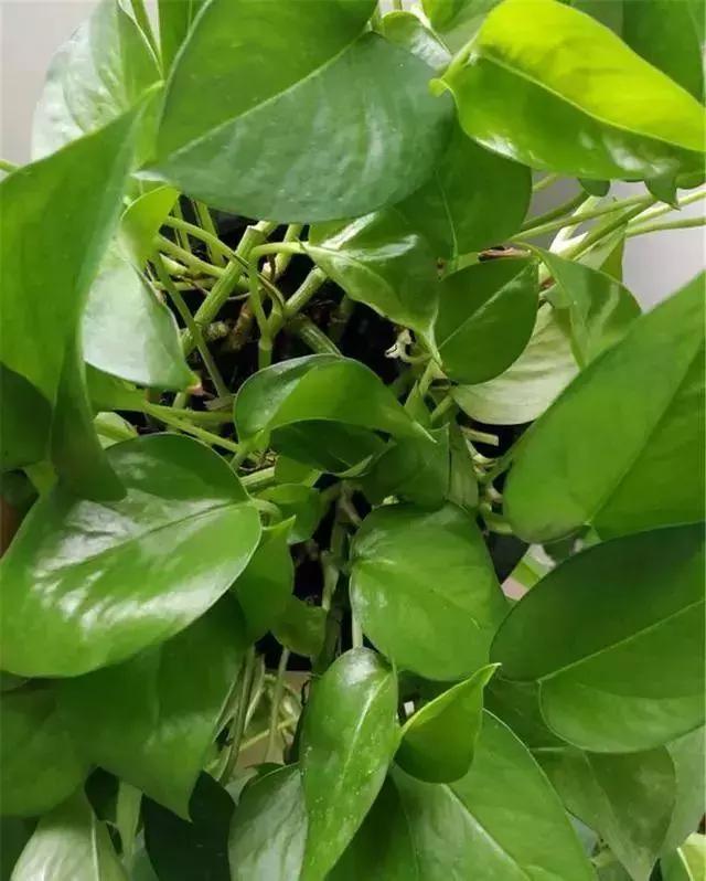 绿萝竟然也好“酒”，用这个方法教你绿叶爆盆