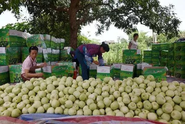 ①受灾瓜农请注意：卖瓜请拨打电话0471—6555511~②内蒙古中医医院公开招聘35名工作人员