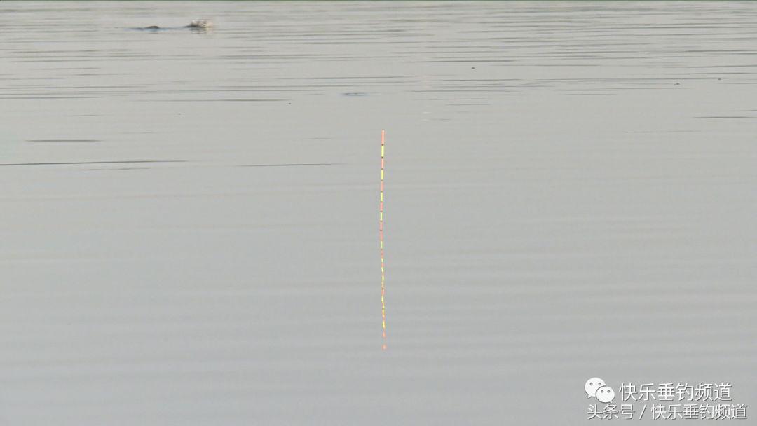 夏季怎么钓草鱼容易上钩,夏季水库钓青鱼草鱼用什么饵料