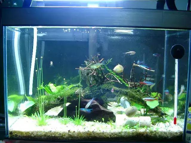 底砂过滤鱼缸粪便怎么清理,金苔鼠鱼能清理鱼缸粪便吗