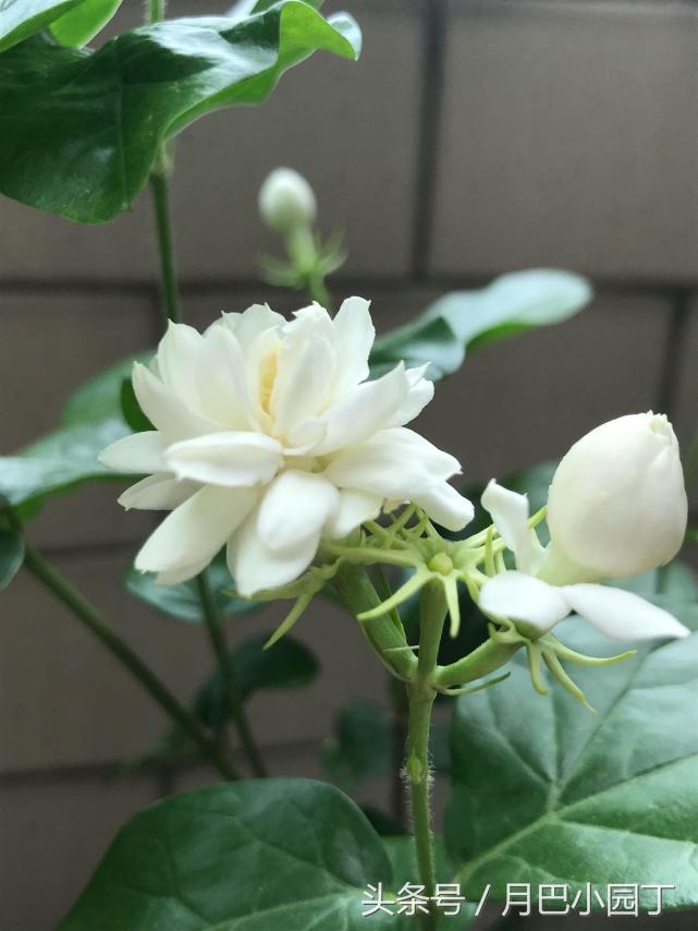 新到的茉莉苗叶子发蔫是怎么回事,茉莉叶子发蔫需要立即浇水吗