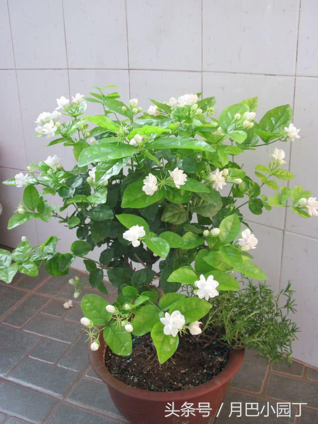 新到的茉莉苗叶子发蔫是怎么回事,茉莉叶子发蔫需要立即浇水吗