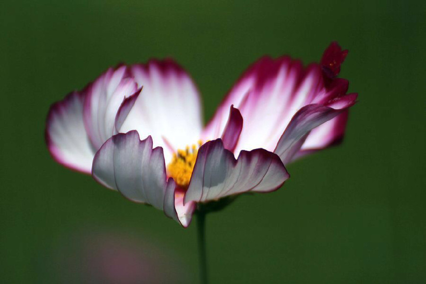 都认识“它”吧？我们老家管它叫“扫帚梅”你们那叫什么？