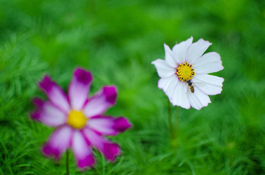 都认识“它”吧？我们老家管它叫“扫帚梅”你们那叫什么？