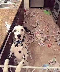 猫把电线咬破怎么办,猫咬电线被炸成小糊脸