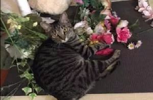 猫把电线咬破怎么办,猫咬电线被炸成小糊脸