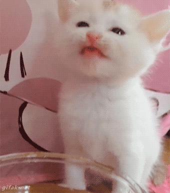 猫把电线咬破怎么办,猫咬电线被炸成小糊脸