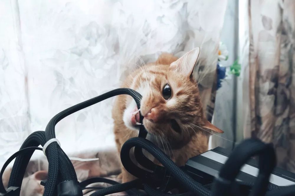 猫把电线咬破怎么办,猫咬电线被炸成小糊脸