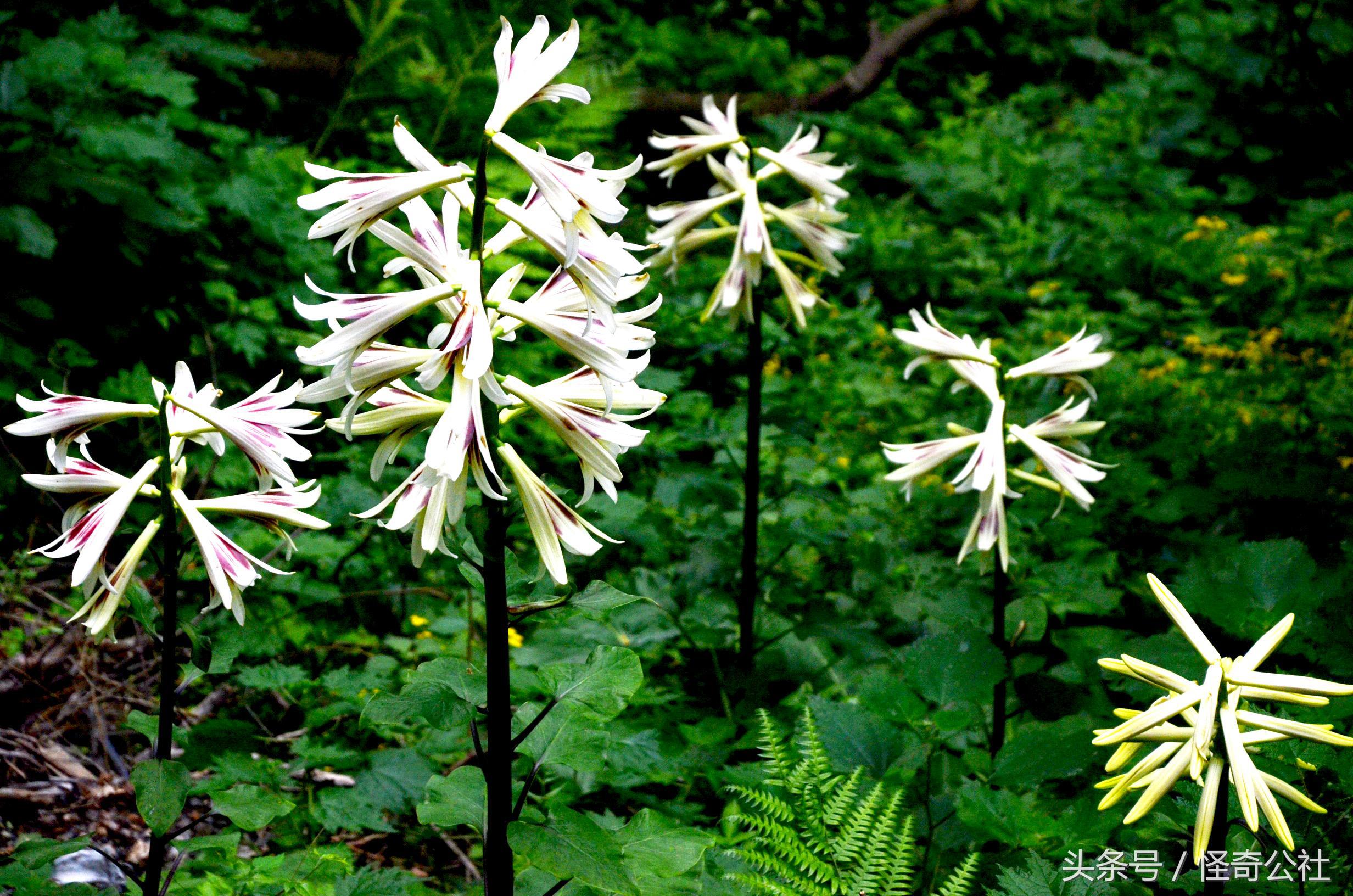 宜昌新鲜百合,宜昌百合新鲜