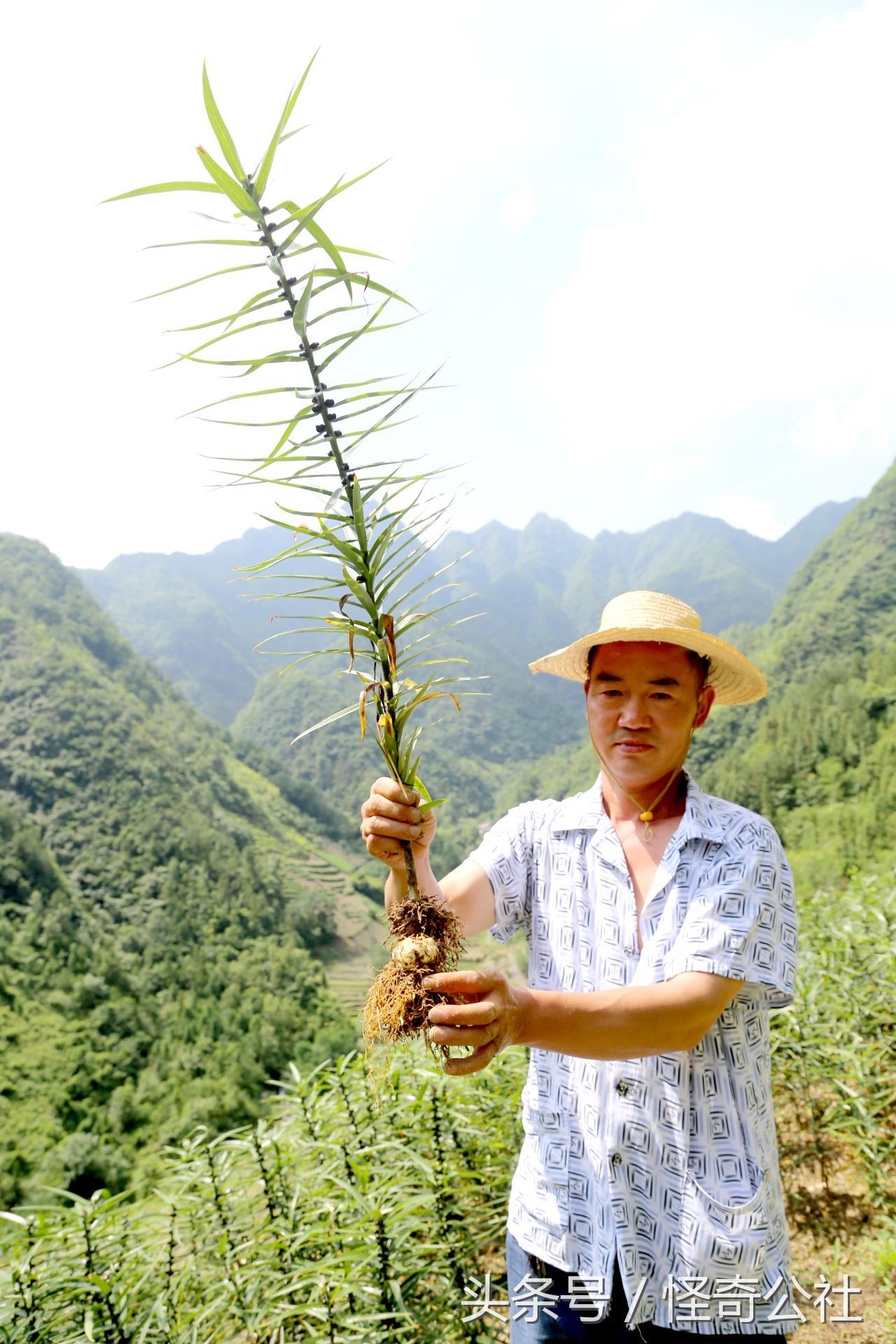 宜昌新鲜百合,宜昌百合新鲜