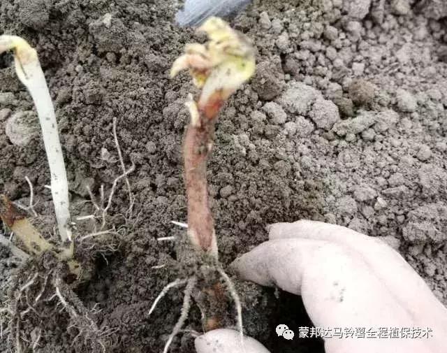 马铃薯苗期预防哪些病虫害,马铃薯生长期怎么防病