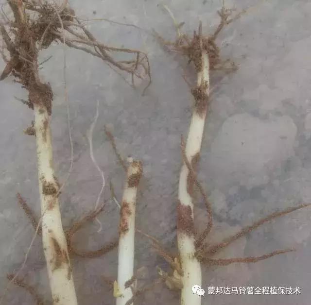 马铃薯苗期预防哪些病虫害,马铃薯生长期怎么防病