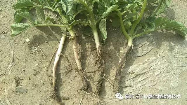 马铃薯苗期预防哪些病虫害,马铃薯生长期怎么防病