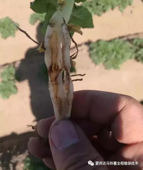 马铃薯苗期预防哪些病虫害,马铃薯生长期怎么防病