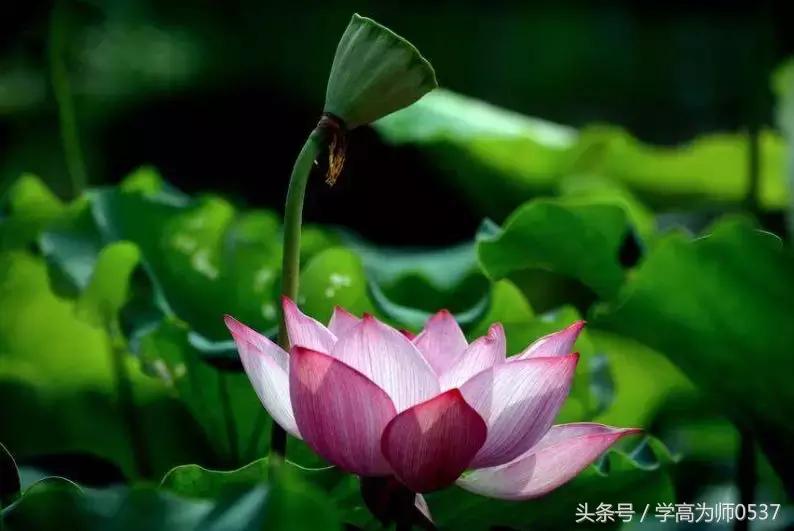 描写春夏秋冬四季的成语和词句,描写春夏秋冬的成语分别积累五个