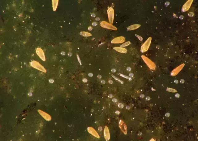 杀虫药锈壁虱,锈壁虱什么时间开始危害