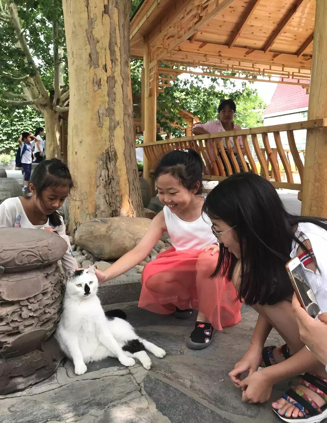 《猫谱》中的衔蝉就是王情圣这样的猫,我就是我,不一样的情圣!