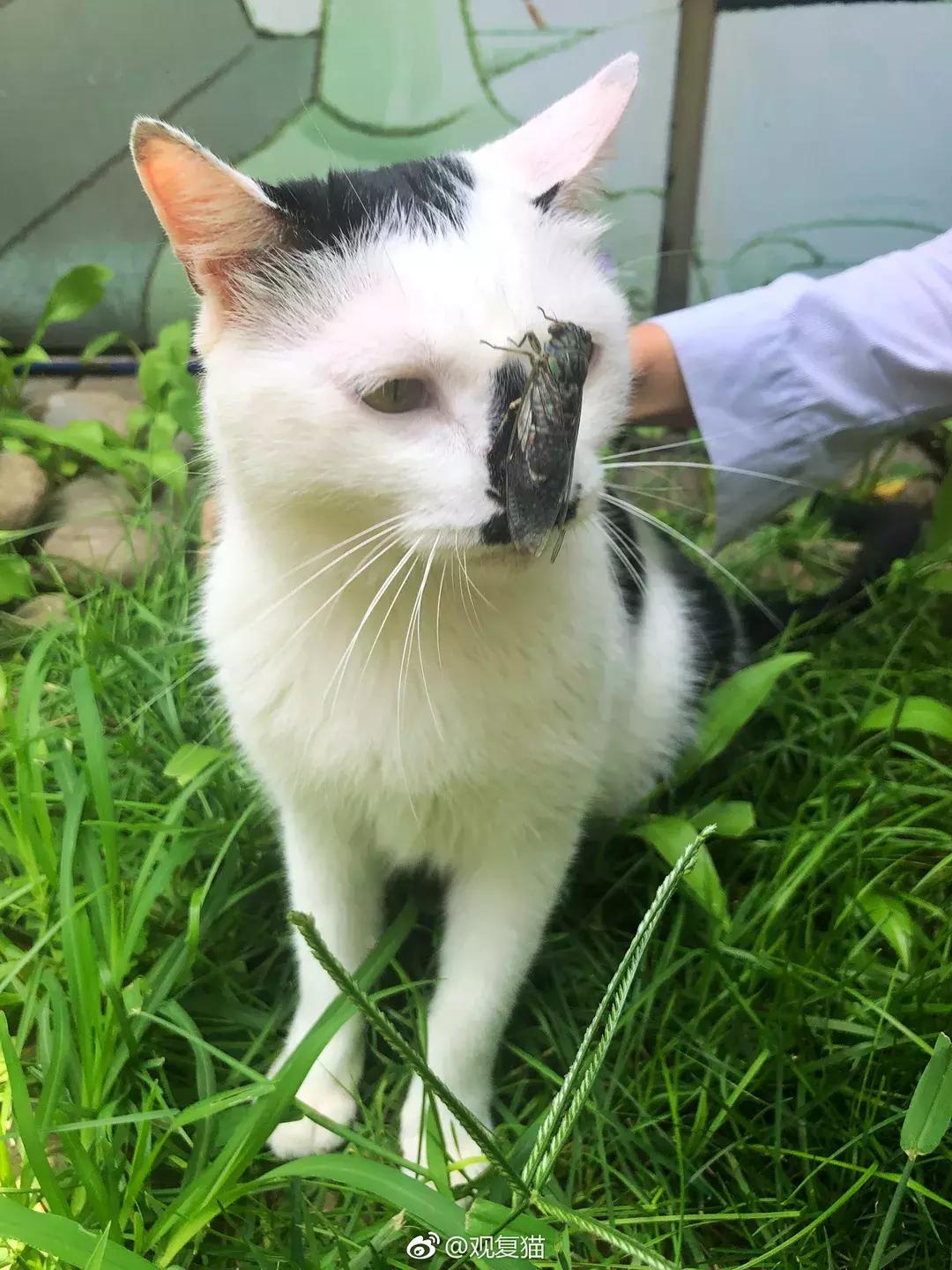 《猫谱》中的衔蝉就是王情圣这样的猫,我就是我,不一样的情圣!