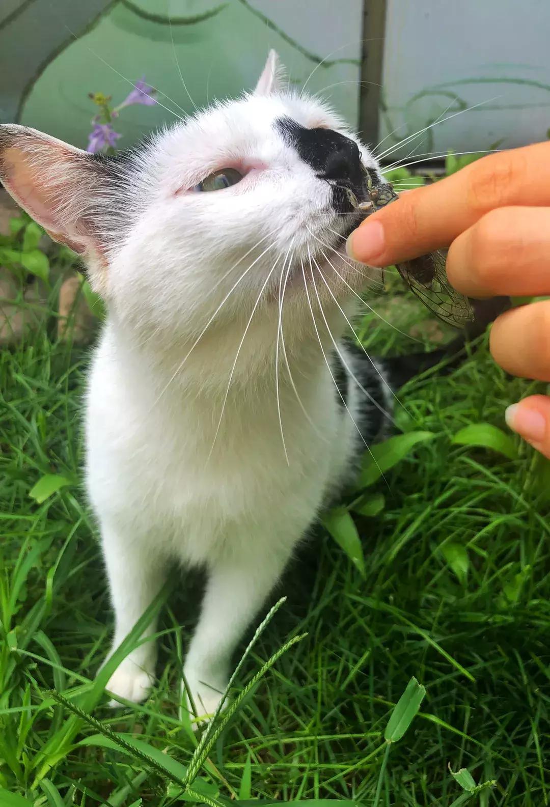 《猫谱》中的衔蝉就是王情圣这样的猫,我就是我,不一样的情圣!