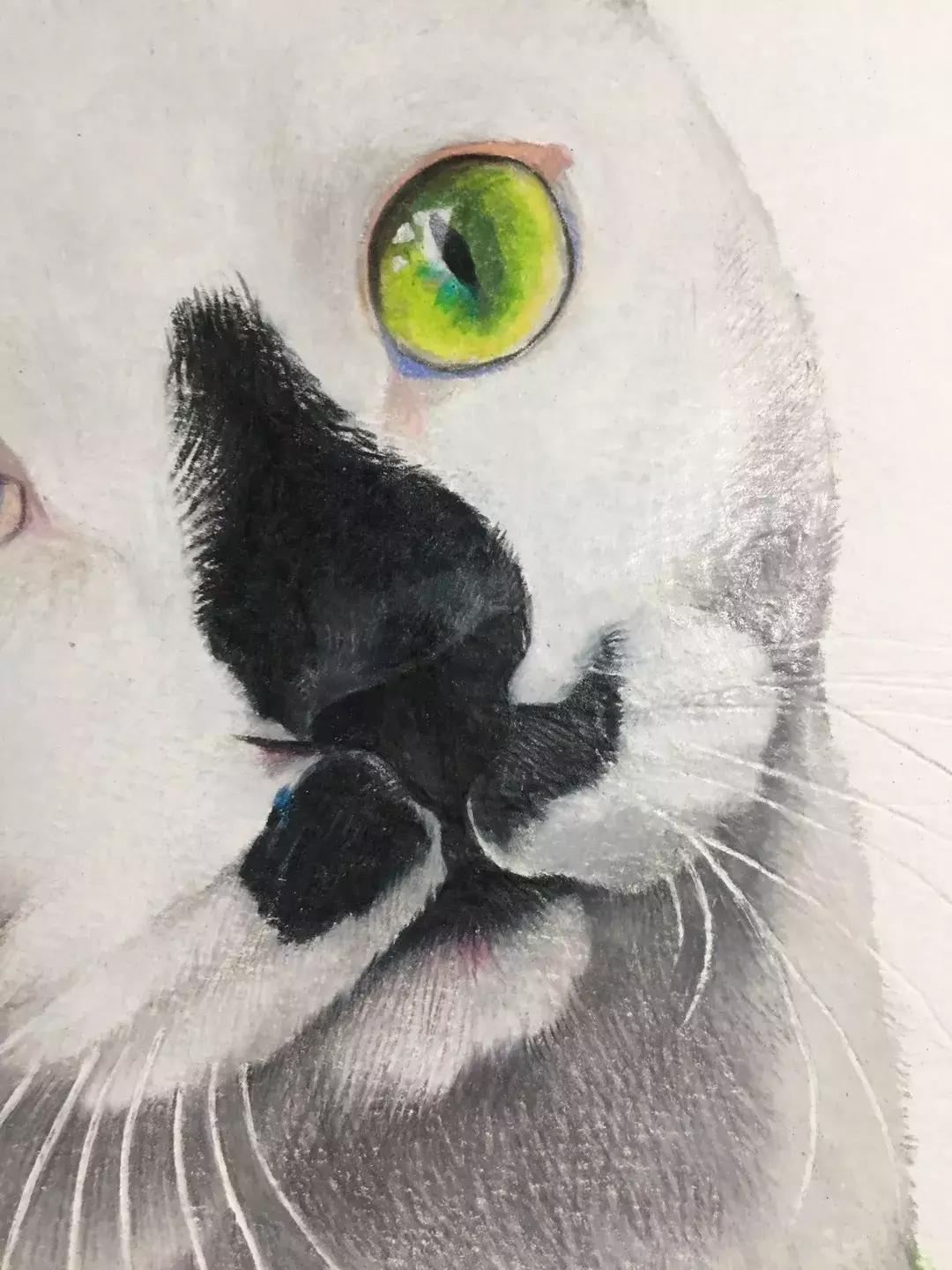 《猫谱》中的衔蝉就是王情圣这样的猫,我就是我,不一样的情圣!