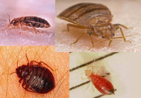 世界上的吸血虫子有几种,昆虫界的常见吸血鬼
