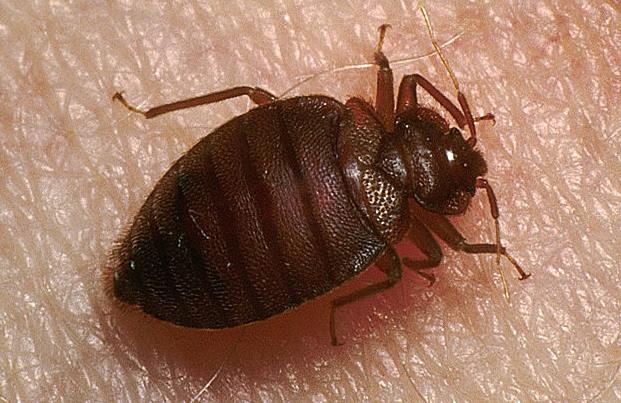 世界上的吸血虫子有几种,昆虫界的常见吸血鬼