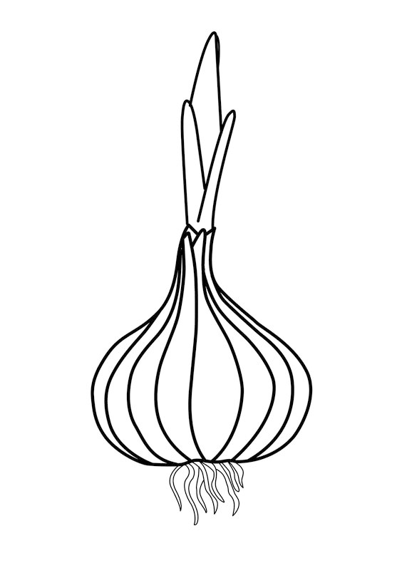 100个水果蔬菜简笔画,各种水果简笔画手稿