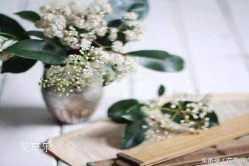 石楠花：花中“污妖王”，石楠花的委屈谁懂？