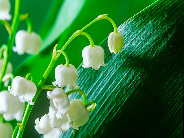 铃兰名贵吗,铃兰根茎怎么种植视频