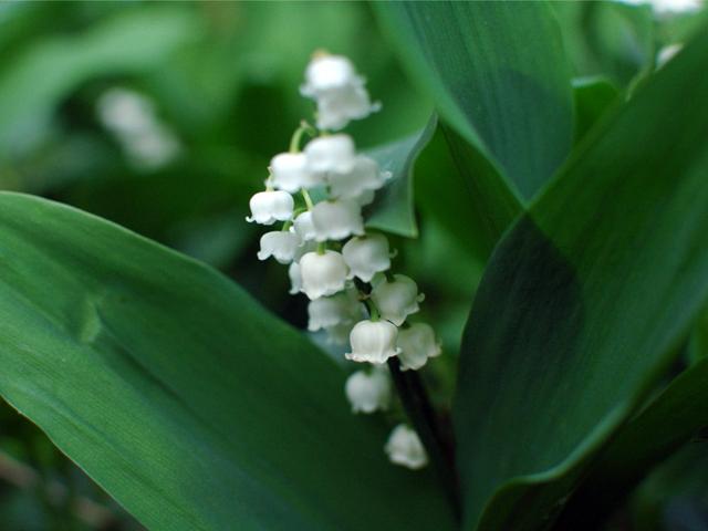 铃兰名贵吗,铃兰根茎怎么种植视频