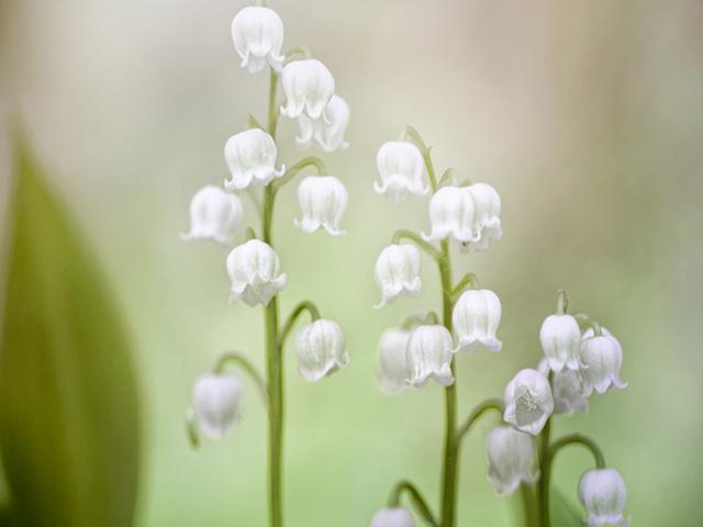 铃兰名贵吗,铃兰根茎怎么种植视频