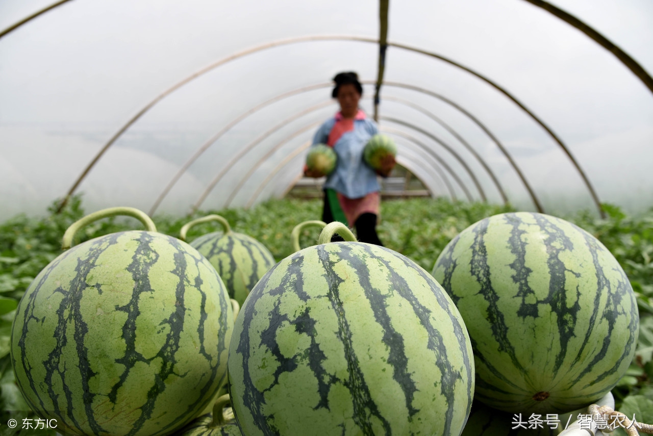 种西瓜高产方法,西瓜怎么种植才可以高产