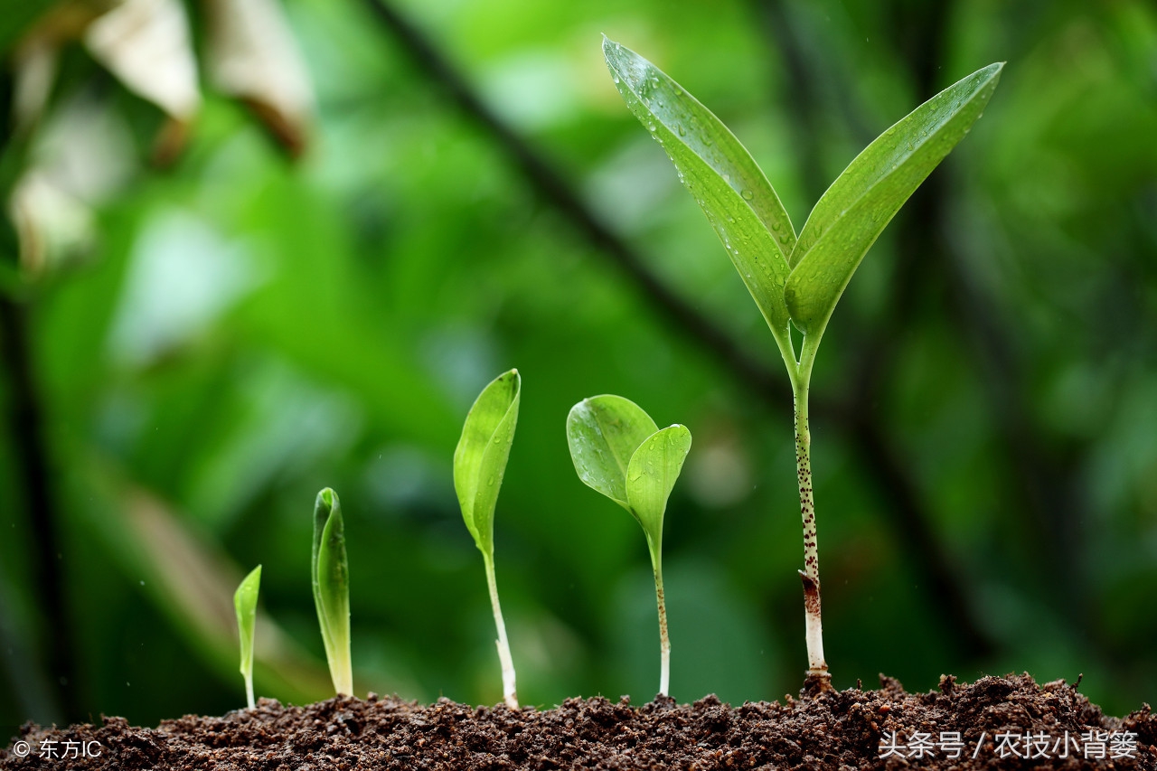 生石灰种地有什么好处,田里撒生石灰会不会对作物有影响